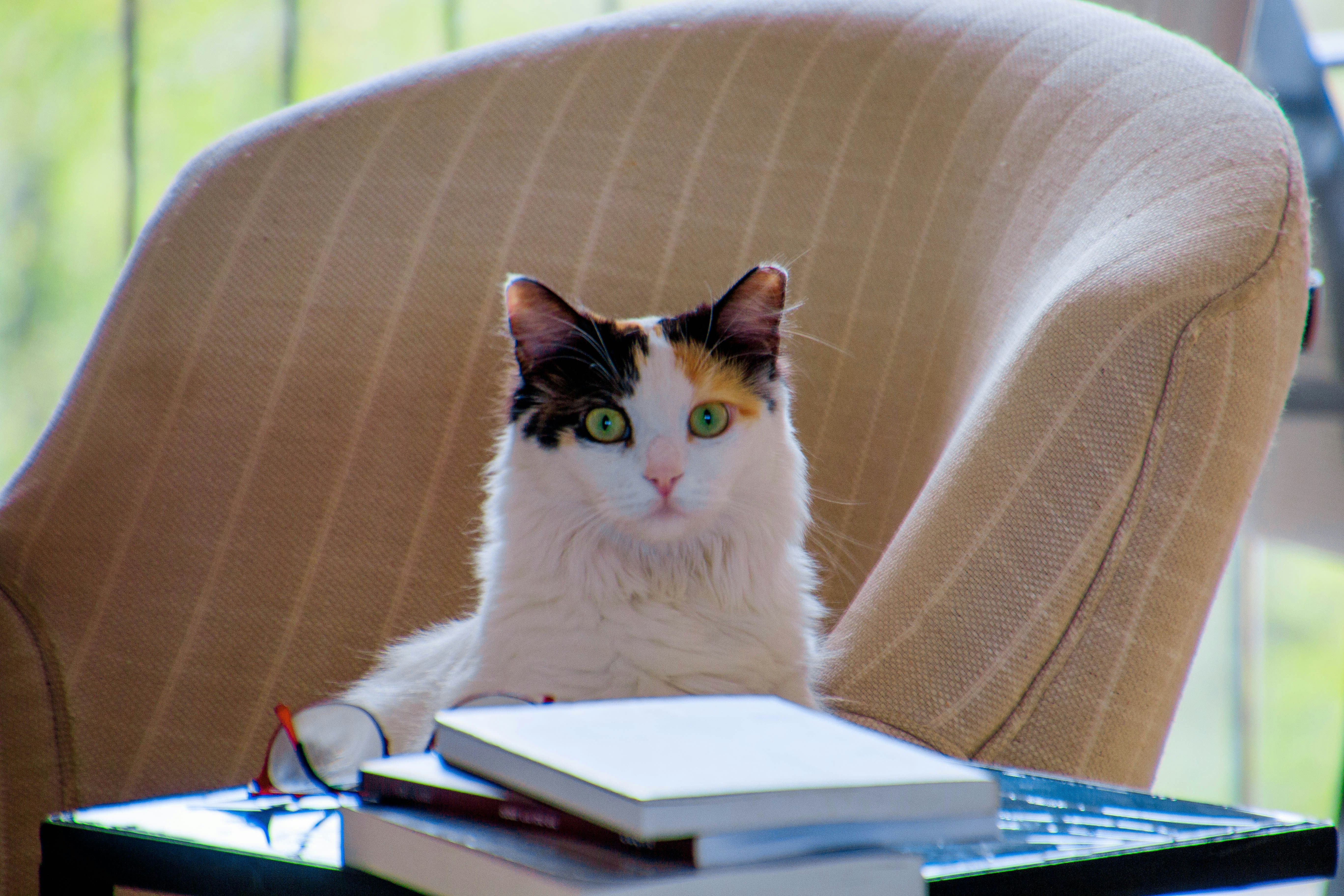 Gato estudando matemática