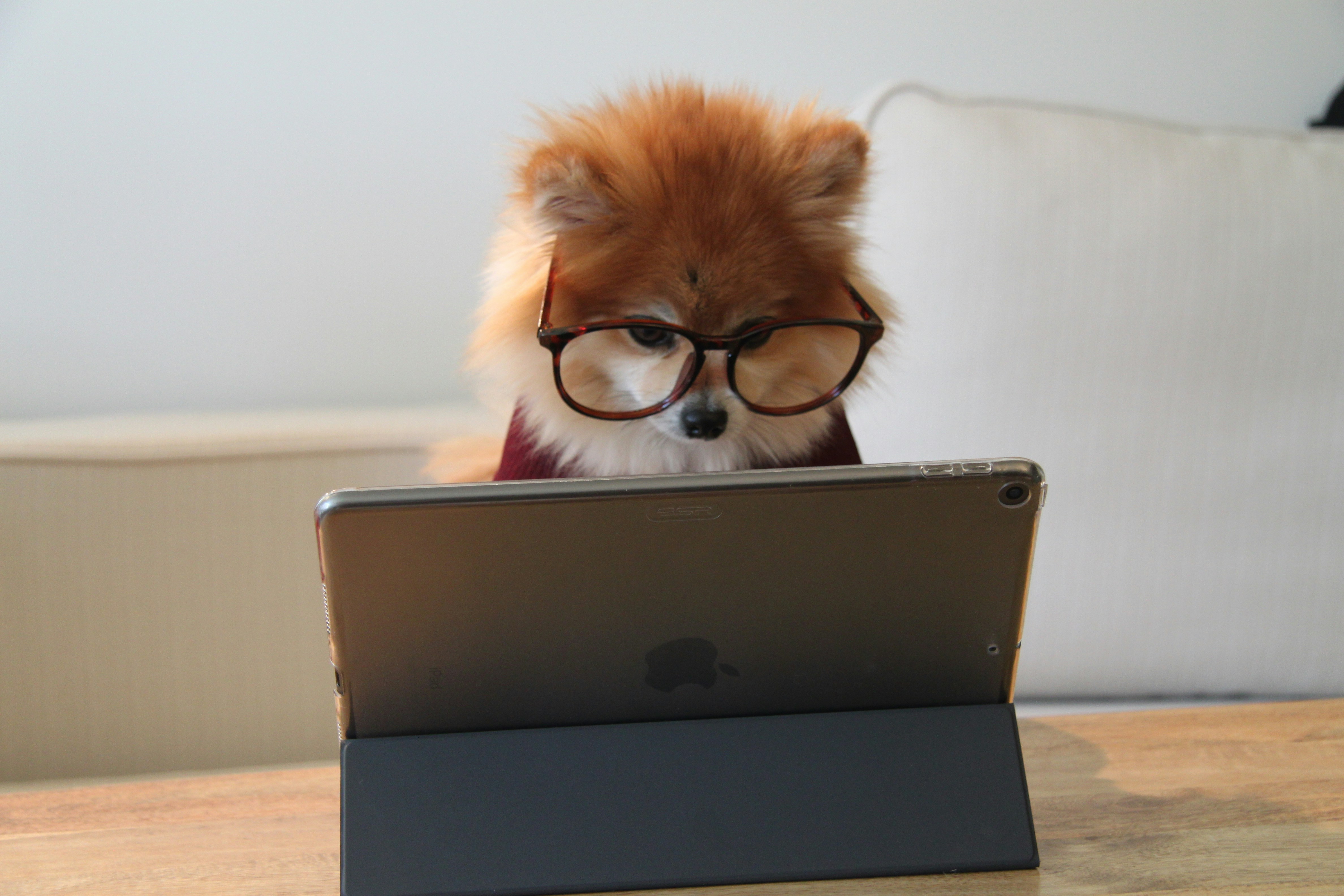 Cachorro usando Ipad